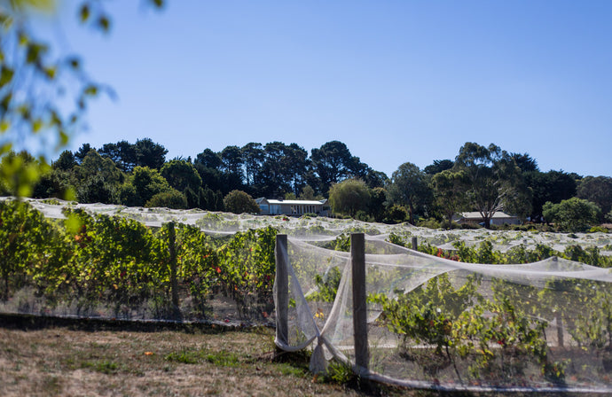 Staindl Wines Cellar Door Visits During COVID-19